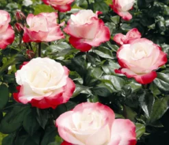 Edelrosen, verschiedene Sorten