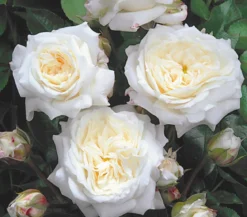 Edelrosen, verschiedene Sorten