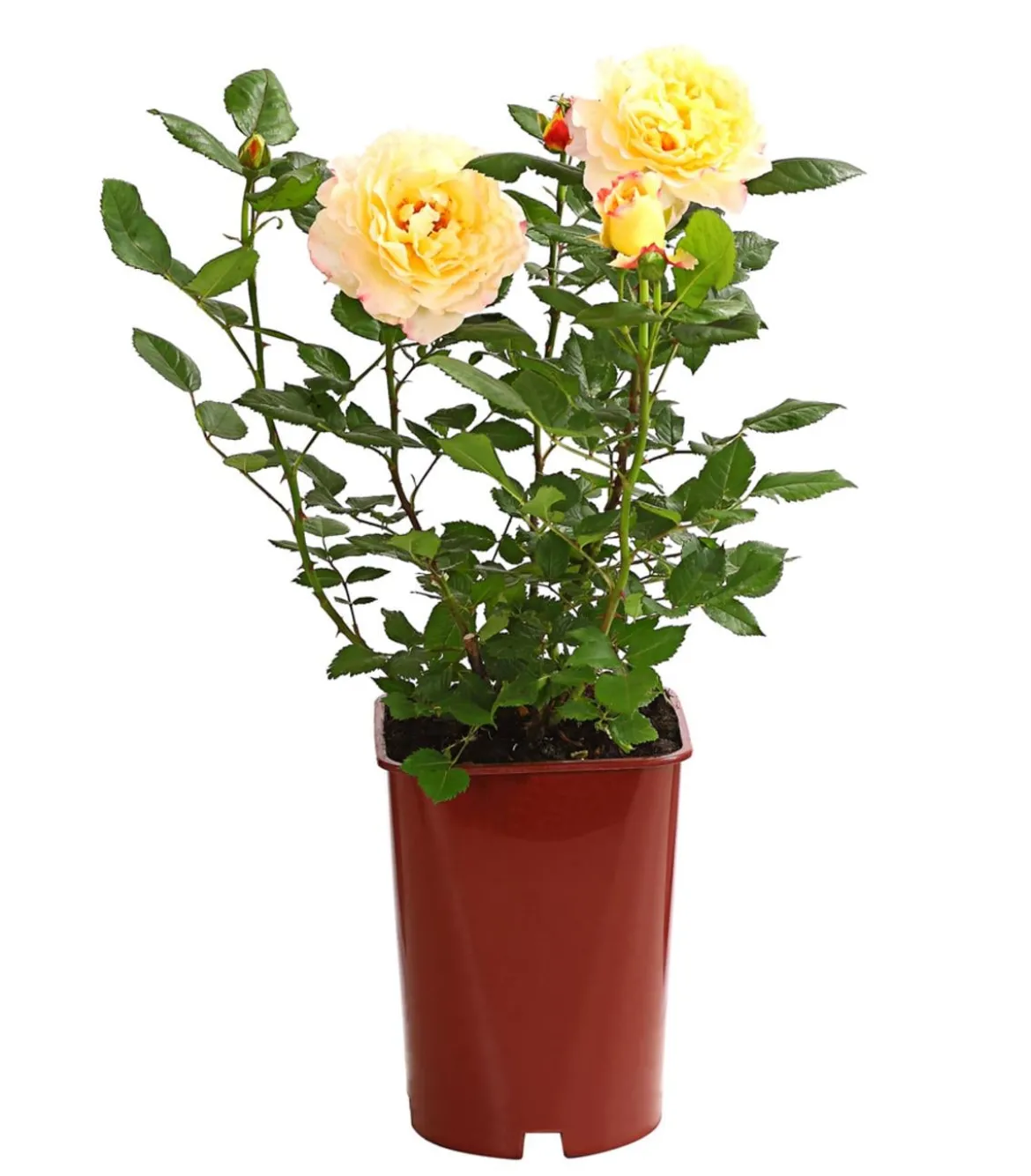 Edelrosen, verschiedene Sorten