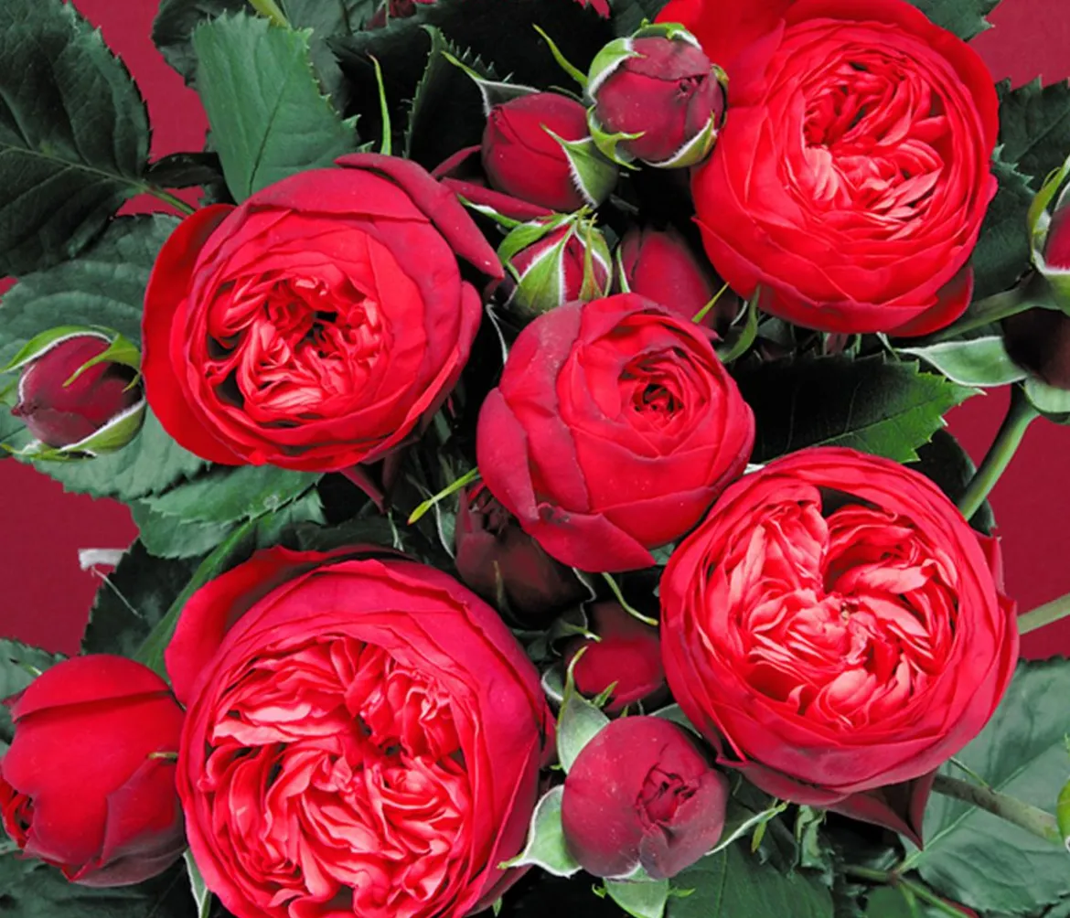 Edelrosen, verschiedene Sorten