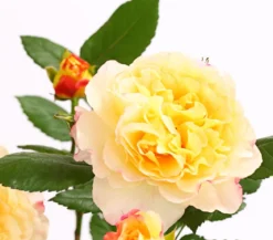 Edelrosen, verschiedene Sorten
