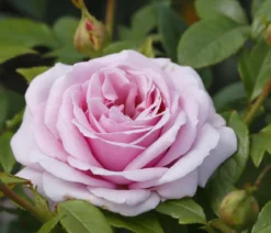 Edelrose 'Pacific Blue®'