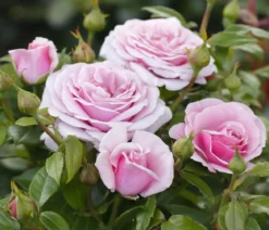 Edelrose 'Pacific Blue®'