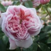Edelrose 'Schöne Maid®'