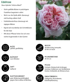 Edelrose 'Schöne Maid®'