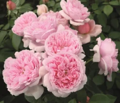 Edelrose 'Schöne Maid®'