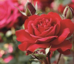 Edelrose 'Störtebeker®'
