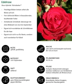 Edelrose 'Störtebeker®'