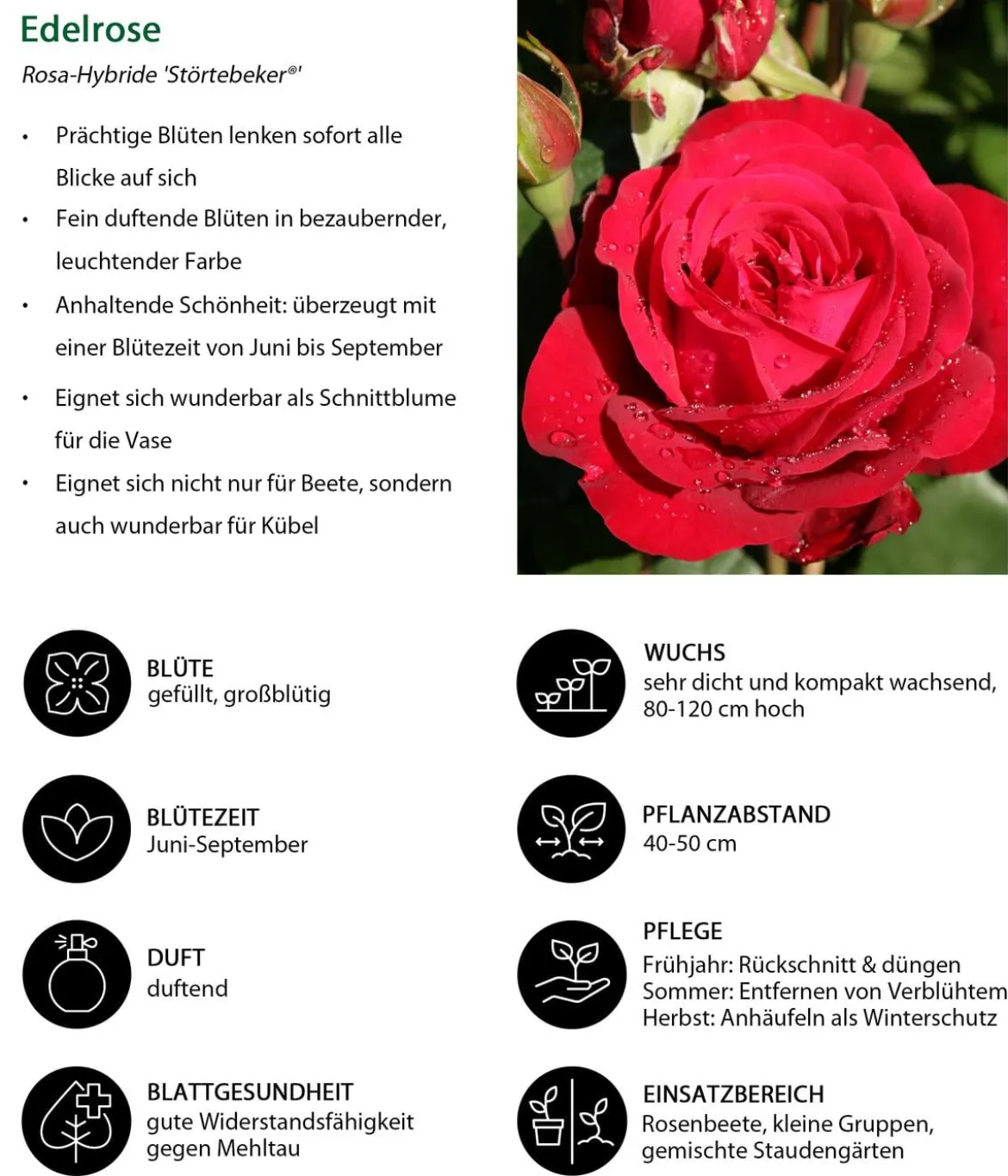 Edelrose 'Störtebeker®'