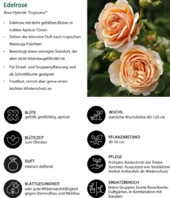 Edelrose 'Tropicana®'