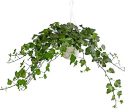 Efeu - Hedera helix, Ampel