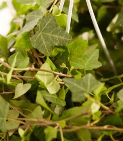 Efeu - Hedera helix, Ampel