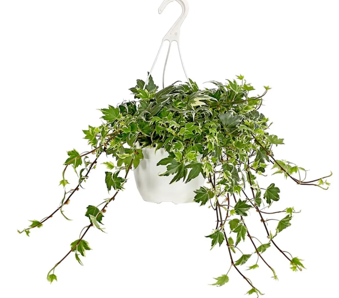 Efeu - Hedera helix, Ampel