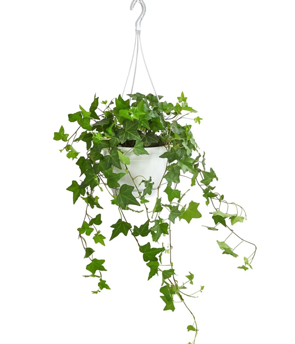 Efeu - Hedera helix, Ampel