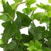 Efeu - Hedera helix, grünlaubig