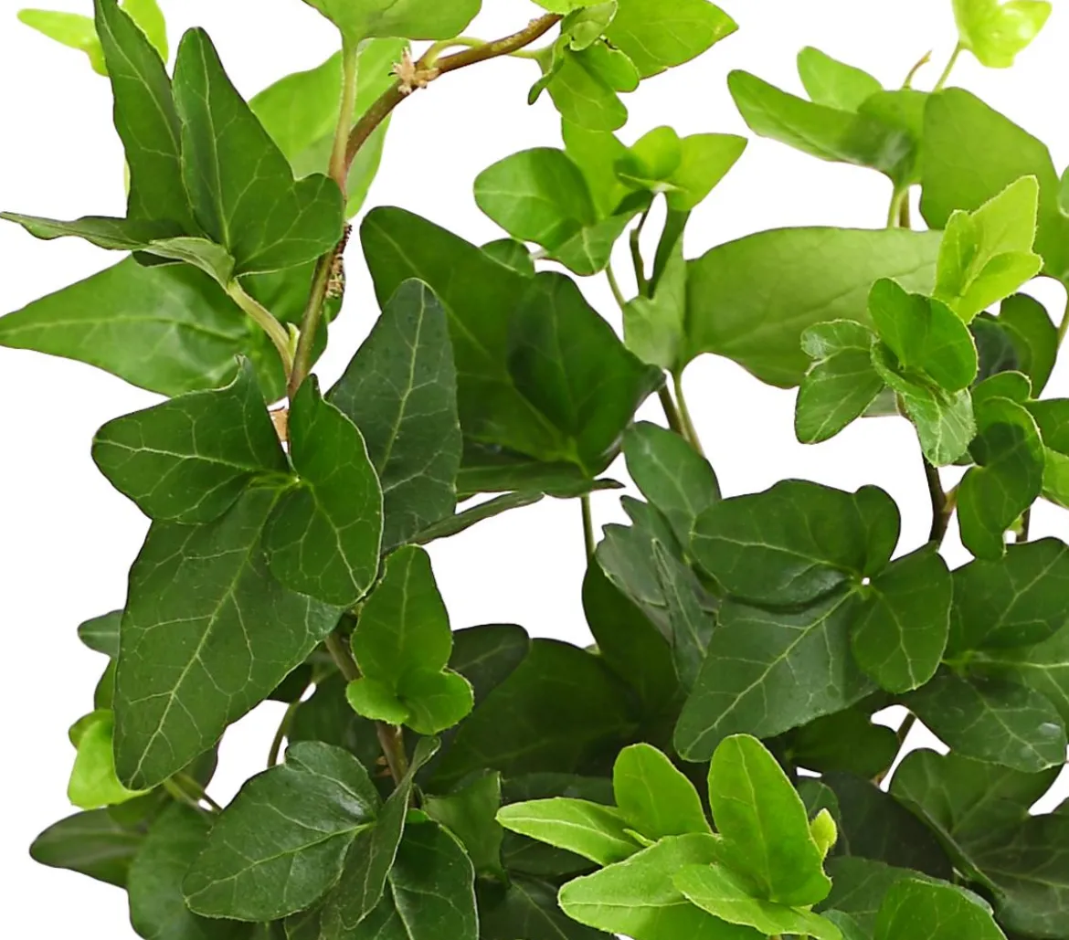 Efeu - Hedera helix, grünlaubig