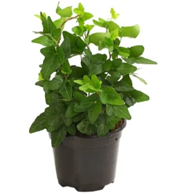 Efeu - Hedera helix, grünlaubig