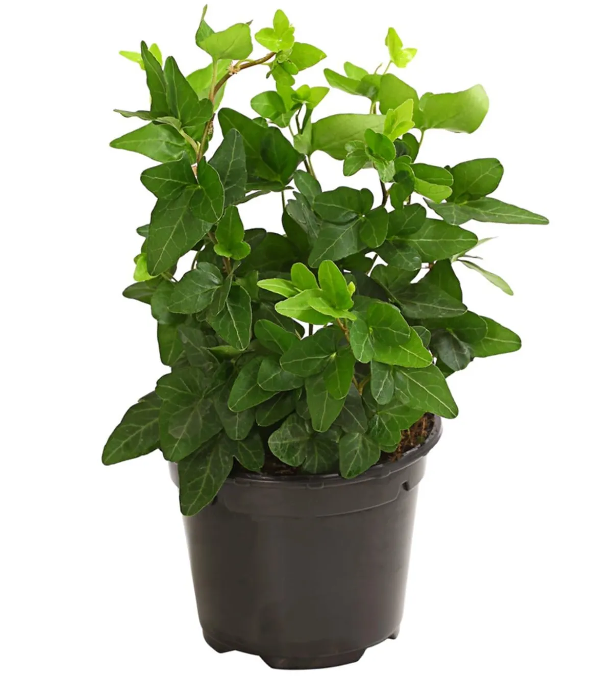 Efeu - Hedera helix, grünlaubig
