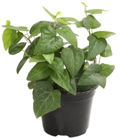 Efeu - Hedera helix, grünlaubig