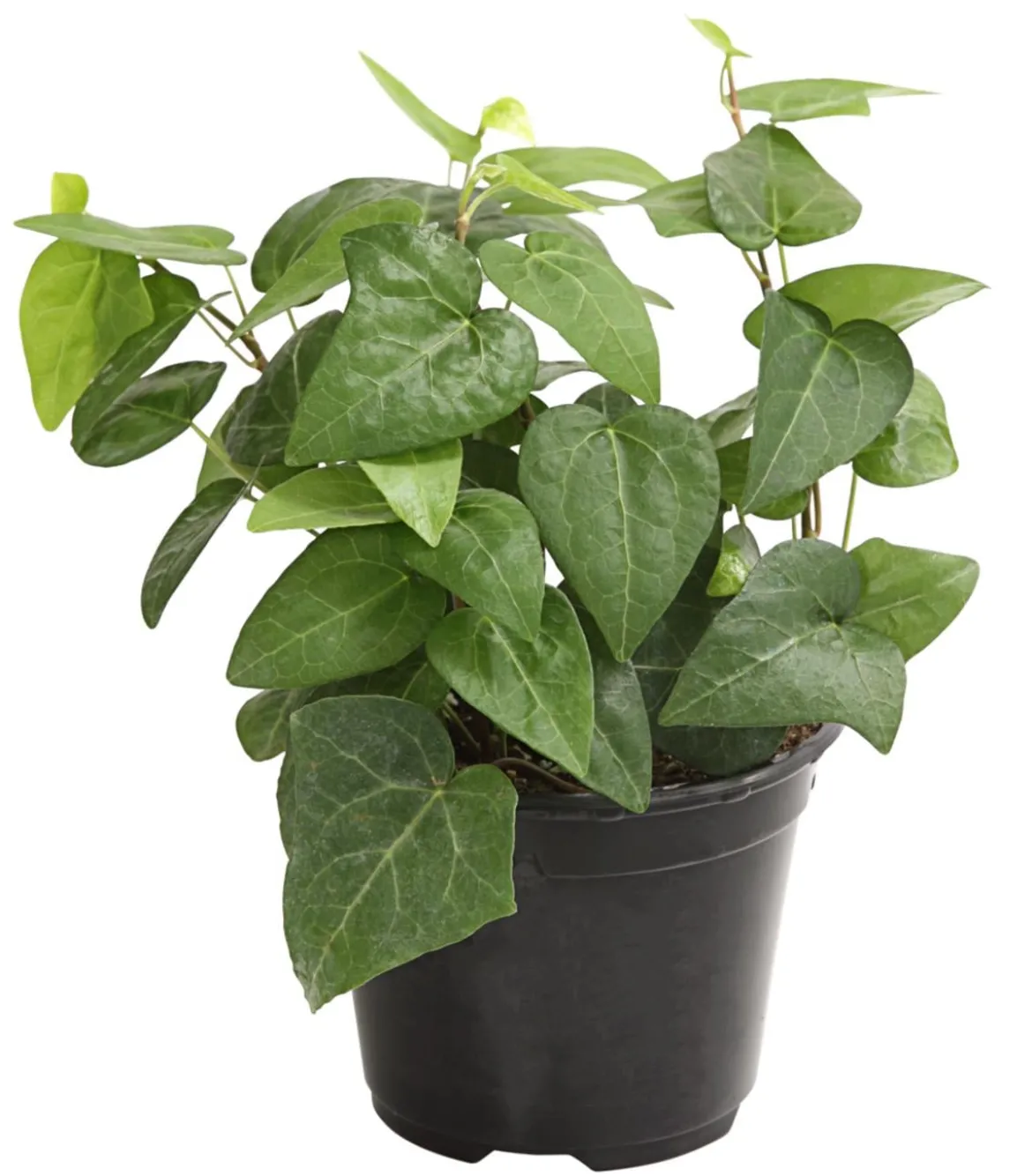 Efeu - Hedera helix, grünlaubig