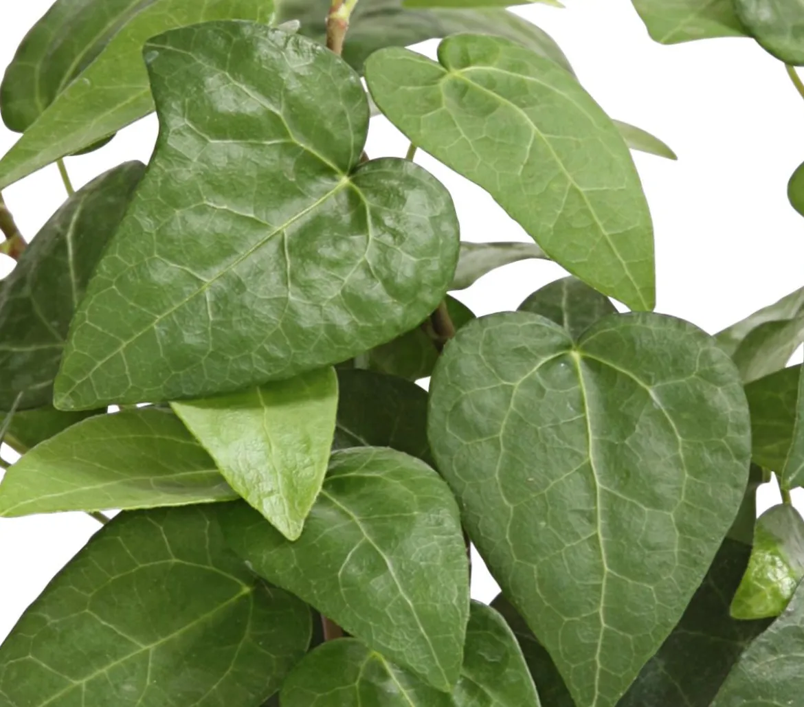 Efeu - Hedera helix, grünlaubig
