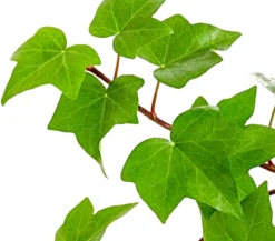 Efeu - Hedera helix 'Mont Gommery'