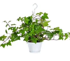 Efeu - Hedera helix 'Mont Gommery'