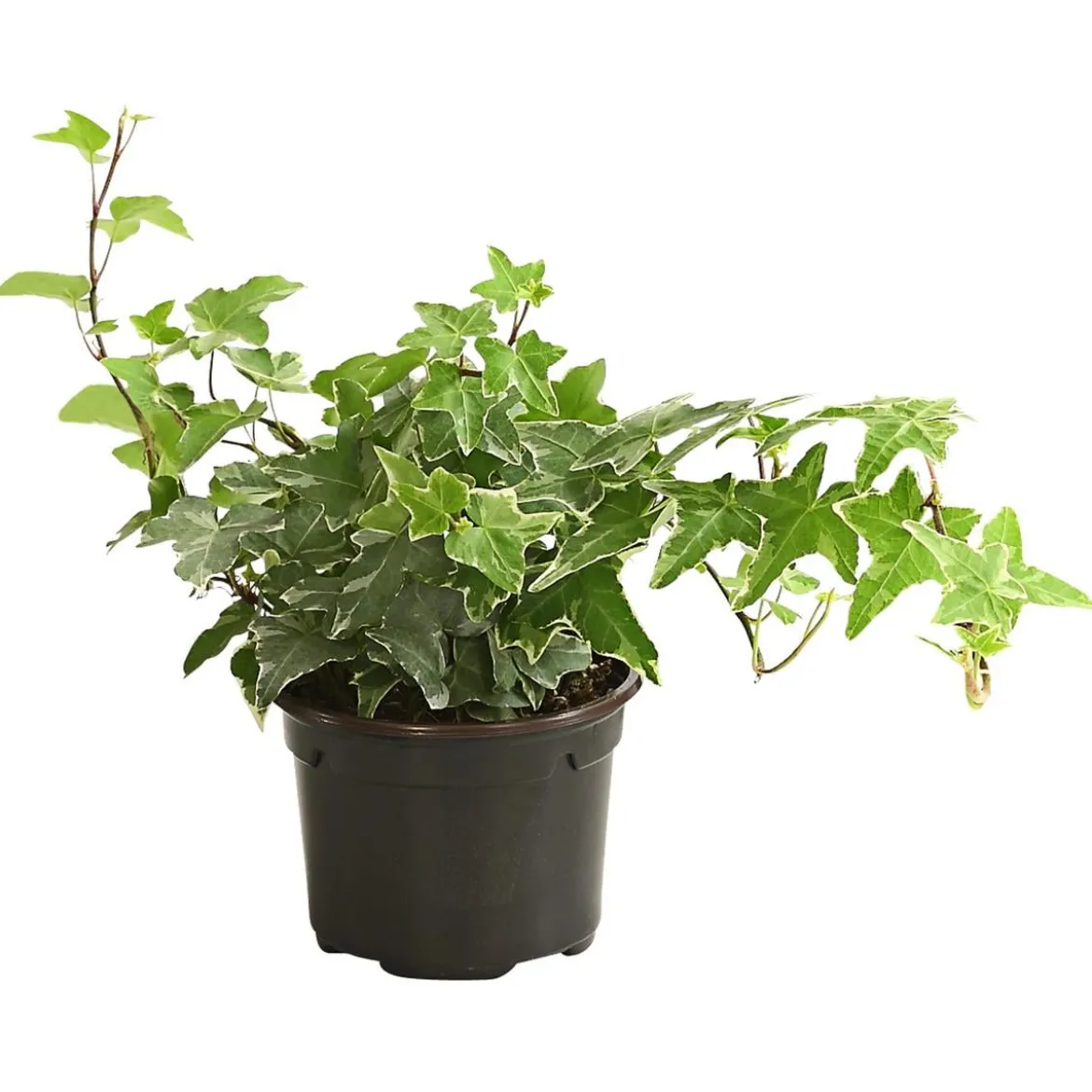 Efeu - Hedera helix, verschiedene Sorten