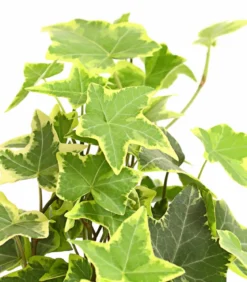 Efeu - Hedera helix, verschiedene Sorten