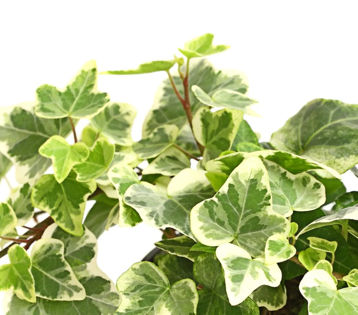 Efeu - Hedera helix, verschiedene Sorten