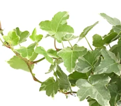Efeu - Hedera helix, verschiedene Sorten