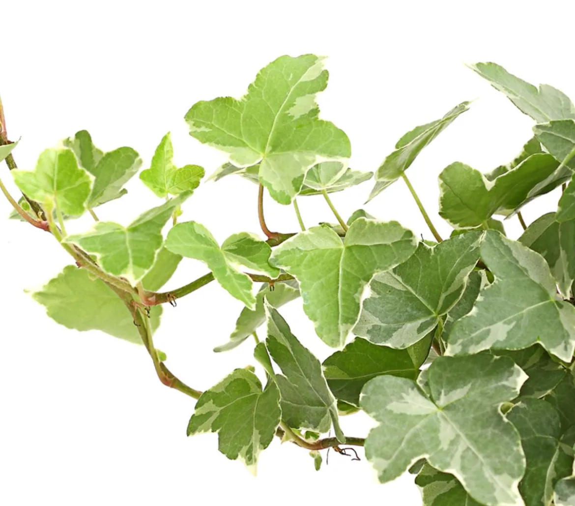 Efeu - Hedera helix, verschiedene Sorten