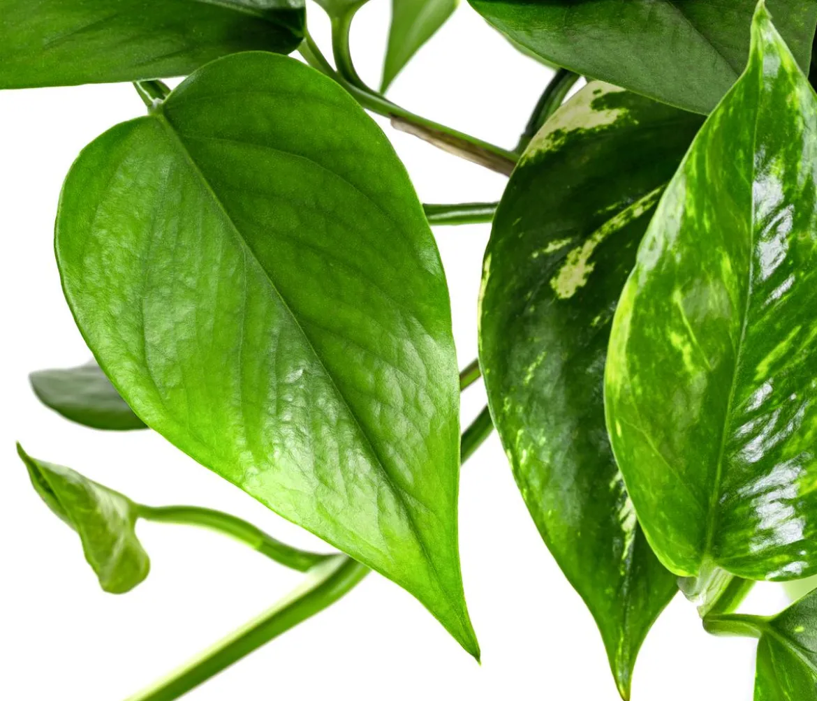 Efeutute - Epipremnum aureum