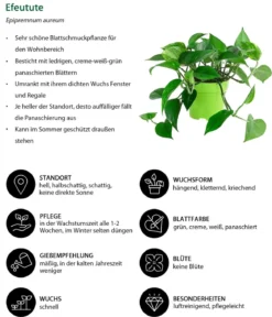 Efeutute - Epipremnum aureum