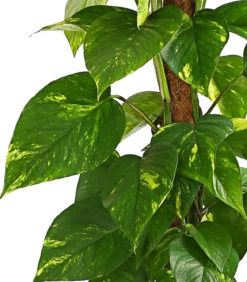 Efeutute - Epipremnum aureum am Moosstab