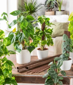 Efeutute - Epipremnum aureum am Kratistestab