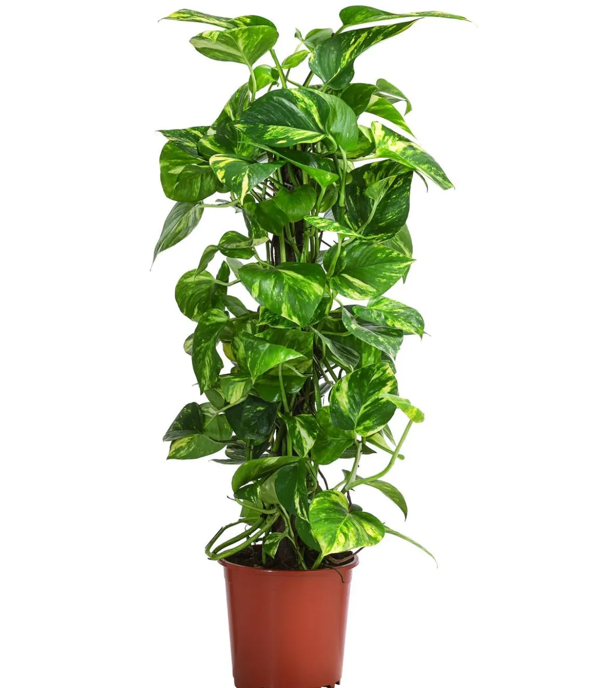 Efeutute - Epipremnum aureum am Kratistestab