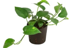 Efeutute - Epipremnum aureum, Hydrokultur