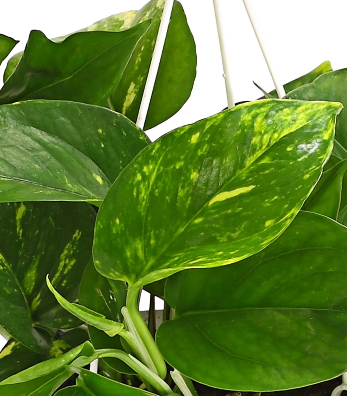 Efeutute - Epipremnum aureum 'Torro', Ampel
