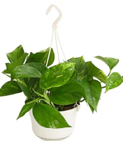 Efeutute - Epipremnum aureum 'Torro', Ampel