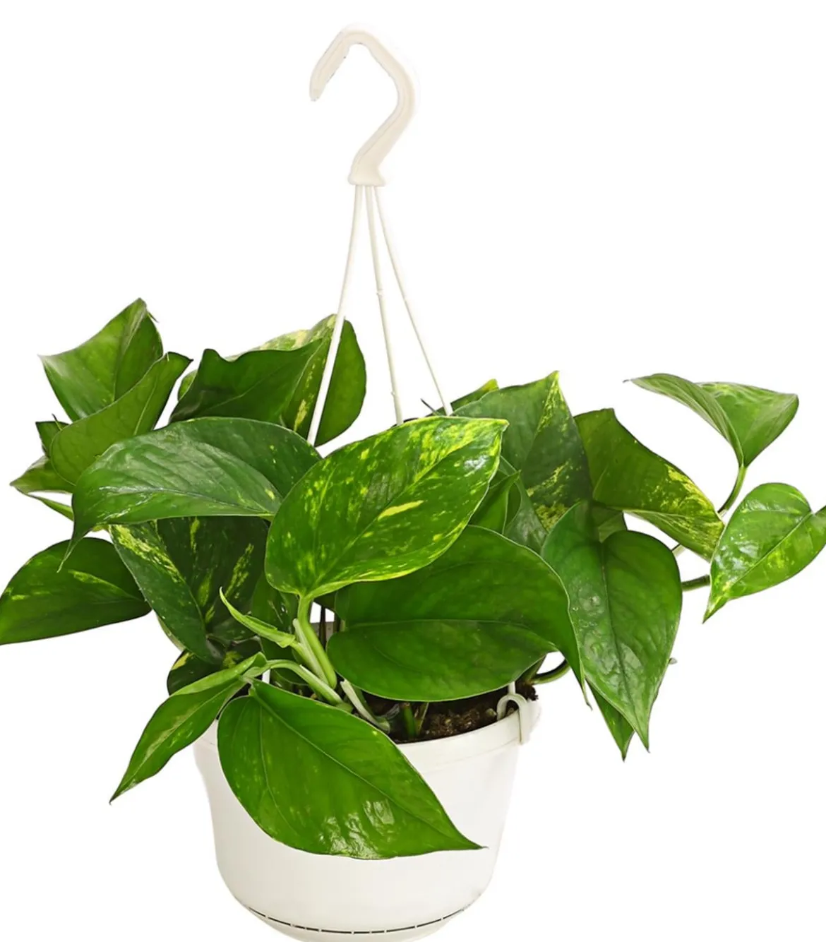 Efeutute - Epipremnum aureum 'Torro', Ampel
