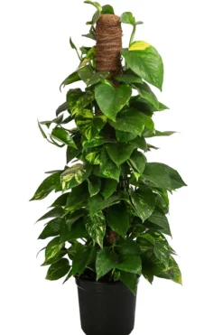 Efeutute - Epipremnum aureum 'Torro' am Moosstab