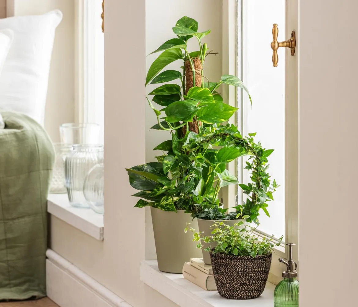Efeutute - Epipremnum aureum 'Torro' am Moosstab