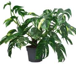Efeutute - Epipremnum pinnatum 'Goldfinger'