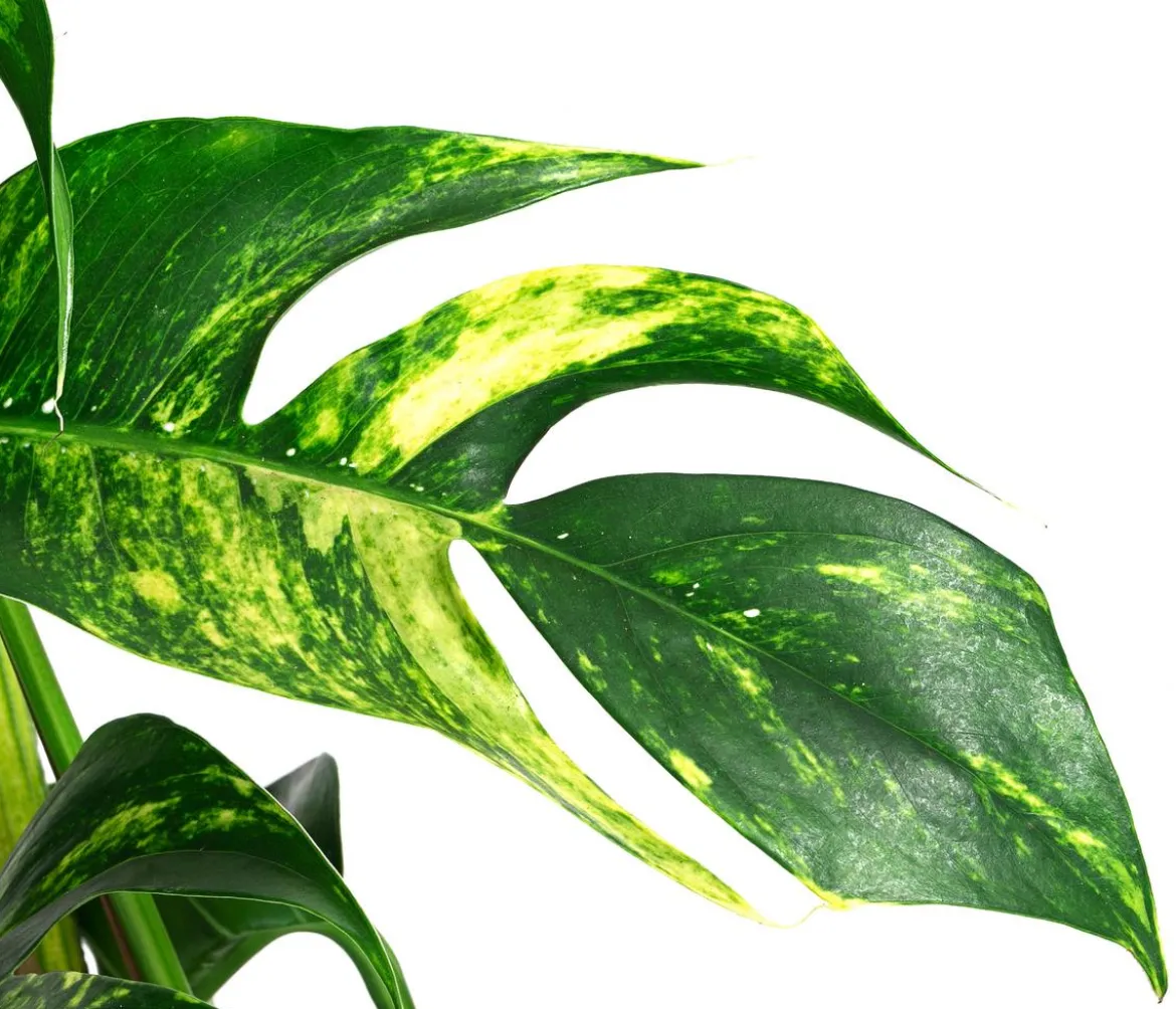 Efeutute - Epipremnum pinnatum 'Goldfinger'