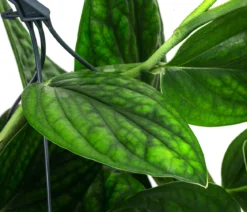 Efeutute - Epipremnum pinnatum 'Marble Planet', Ampel
