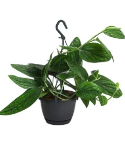 Efeutute - Epipremnum pinnatum 'Marble Planet', Ampel