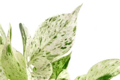 Efeutute - Scindapsus 'Marble Queen', Hydrokultur