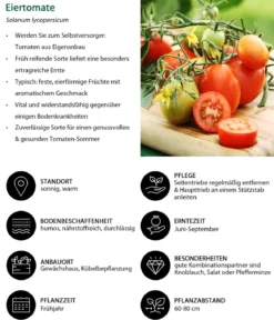 Eiertomate, rot