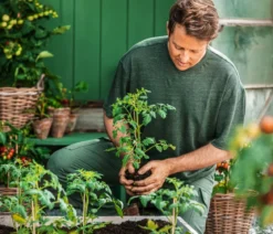 Eiertomate, rot